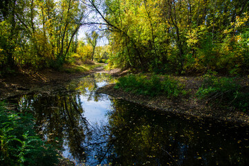 A stream in the middle of the forest