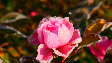 Raureif auf pink farbige Rosenblüte