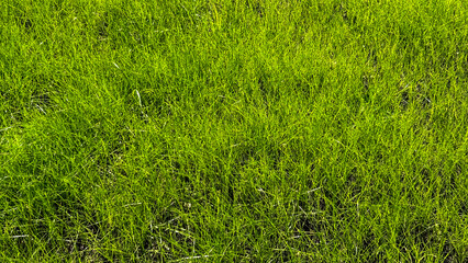 Obraz premium Lush green grass texture in full sunlight, ideal for backgrounds in eco-friendly and gardening projects, showcasing vibrant natural color.