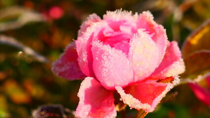 Raureif auf Rosenblüte