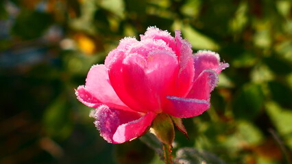 pink farbige Rosenblüte im Herbst
