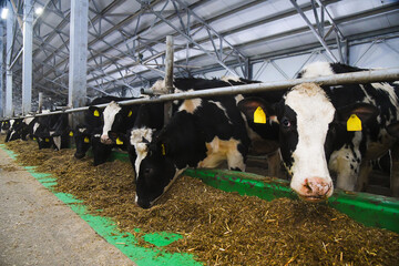 Cows in a farm. Dairy cows