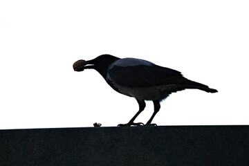 wrona siwa jedząca orzech na betonowej powierzchni © Piotr