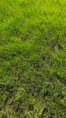 Lush green grass texture in full sunlight, ideal for backgrounds in eco-friendly and gardening projects, showcasing vibrant natural color.