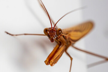 praying mantis