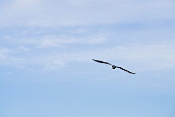 szybująca mewa © Piotr