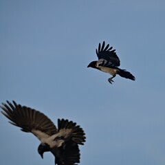 dwie wrony siwe w locie na tle nieba © Piotr