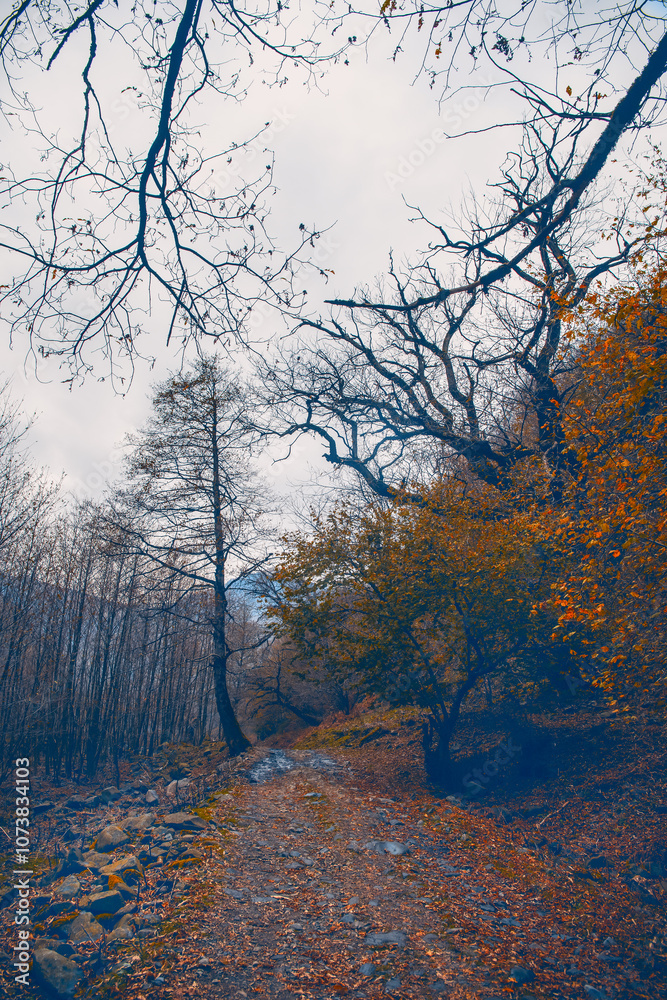 Canvas Prints landscape with beautiful fog in forest on hill or trail through a mysterious winter forest with autu