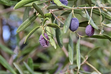 olive tree, olives on the tree, green leaves on the tree, dried purple olives, purple olives, ripe olives