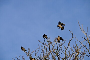 wrony siwe latające i bijące się w powietrzu © Piotr