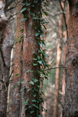 Forest landscape.Beautiful forest nature. Tall old pine trees. Summer sunny day.