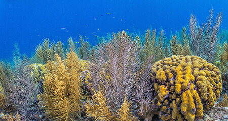 Caribbean coral garden