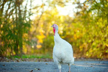 White turkey bird on asphalt path in autumn landscape. Farm poultry, growing.