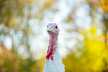Close-up of white turkey face against yellow trees in sunlight. funny amusing portrait of turkey