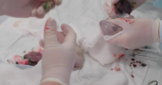 Resuscitation of newborn puppies after a cesarean section. Veterinarians in blue coats and gloves perform a cesarean section on a dog. They carefully extract newborn puppies.