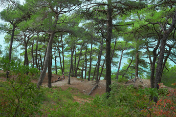 Fototapeta premium A picturesque grove of mountain pines at the top of the rocky shore of the Blue Abyss sea bay. Between the trunks of trees turquoise water surface. In the distance, two tourists at a rest.