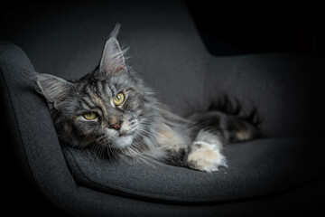 A close-up, black-and-white portrait of a Maine Coon cat, showcasing its majestic and expressive face with striking, intense eyes. The cat's long, flowing fur and distinctively large ears with tufts c