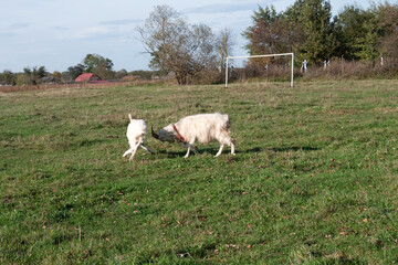 Goats graze on the meadow. Agriculture. Care of goats.