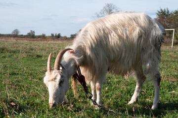 Obraz premium Goats graze on the meadow. Agriculture. Care of goats.