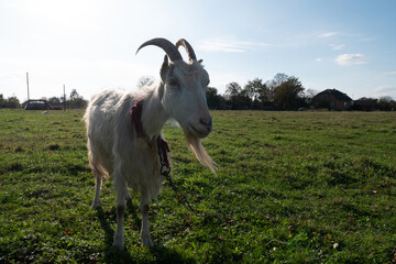 Obraz premium Goats graze on the meadow. Agriculture. Care of goats.