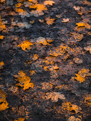 autumn leaves