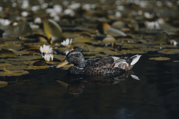 duck in a pond