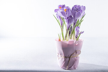 Purple flowers of crocuses.