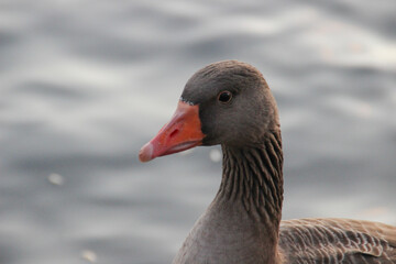 goose in the water