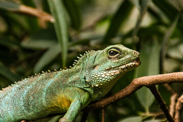Vibrant Green Chameleon Lizard Basking in the Wild