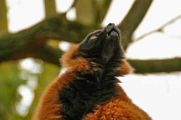 Vibrant Lemur Gazing in the Wild
