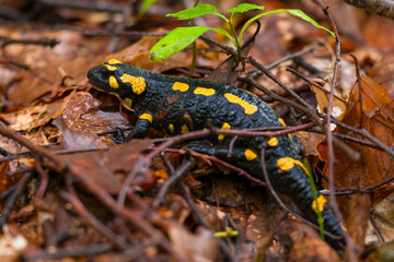 Fire salamander. Salamandra salamandra is a well known salamander species. Close up of black and yellow amphibian in natural habitat, wet autumn forest.