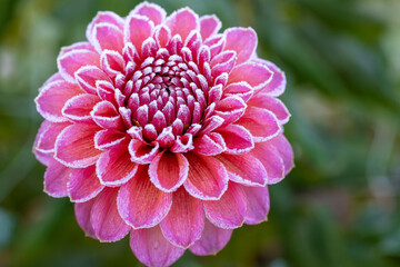 First autumn frost in the garden. Pink dahlia flower covered in ice crystals after first killing frost of the season. Frozen flower close up.