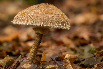 Parasol mushroom background. Edible mushroom growing in natural forest habitat. Seasonal mushrooms...