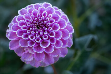 First autumn frost in the garden. Pink dahlia flower covered in ice crystals after first killing frost of the season. Frozen flower close up.