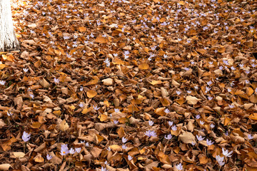 Crocuses Blooming Through Fallen Leaves