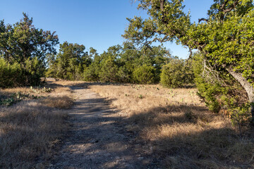 Vegetation in Brushy Creek Regional Trail