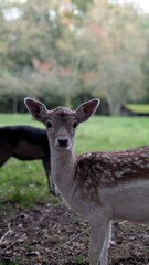A closeup view of a deer standing gracefully in a lush green field, gazing intently at the camera lens positioned nearby