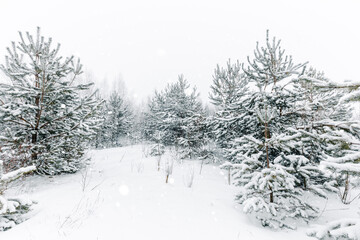 Winter landscape with pine trees under the snow. Winter white wonderland.