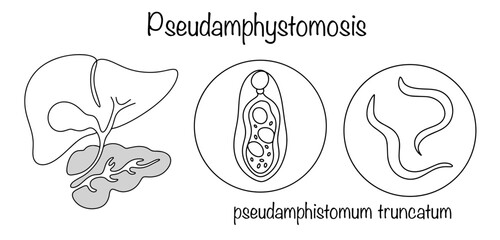 Pseudamphystomosis