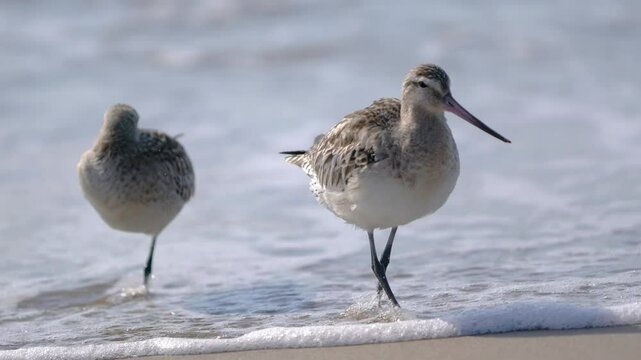 Bar-tailed Godwit birds