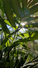 sunlight shines through the leaves of the plant