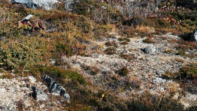 Vegetation of alpine meadows in the mountains. White moss stones and juniper grow on the slopes