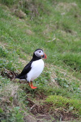 Puffin 