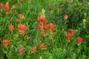 Patch of Red Paintbrush Grow In Meadow