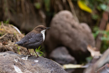 A bird that prefers to live on the banks of streams. White throated Dipper. Cinclus cinclus. 