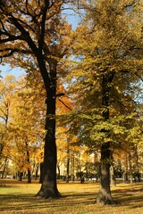 Naklejka premium Autumn trees in the park with yellow leaves in sunny day.