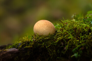 One of nature's wonderful creatures are mushrooms. Natural background.