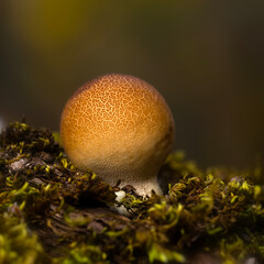 One of nature's wonderful creatures are mushrooms. Natural background.