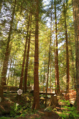 Capilano Suspension Bridge park, Vancouver, Canada