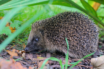 hedgehog in the grass